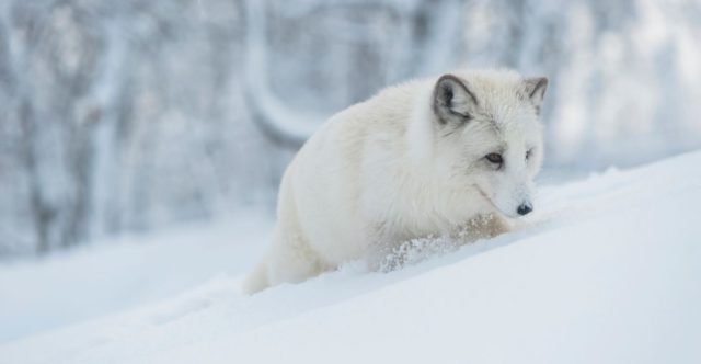 プラエデ 広告 キャラ ラヴィ